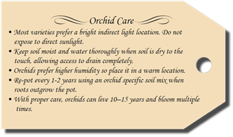Orchid Care Tag